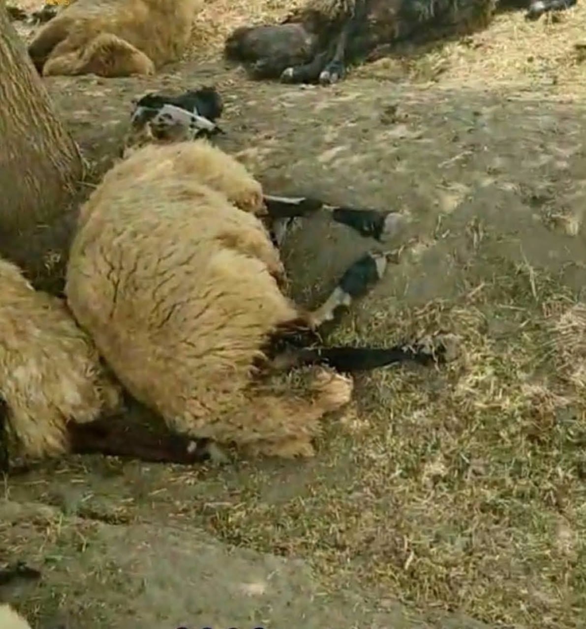 ...